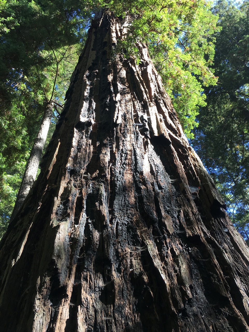 redwoods forest giant trees free photo