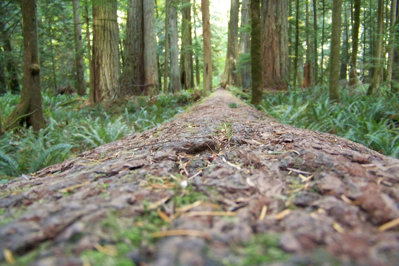 redwoods trees forest free photo