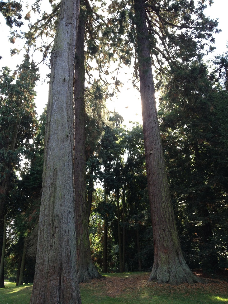 redwoods sequoia redwood trees free photo