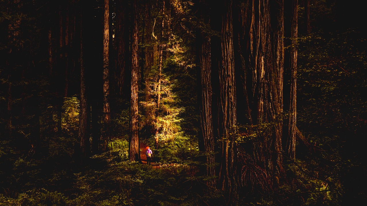 redwoods california landscape free photo