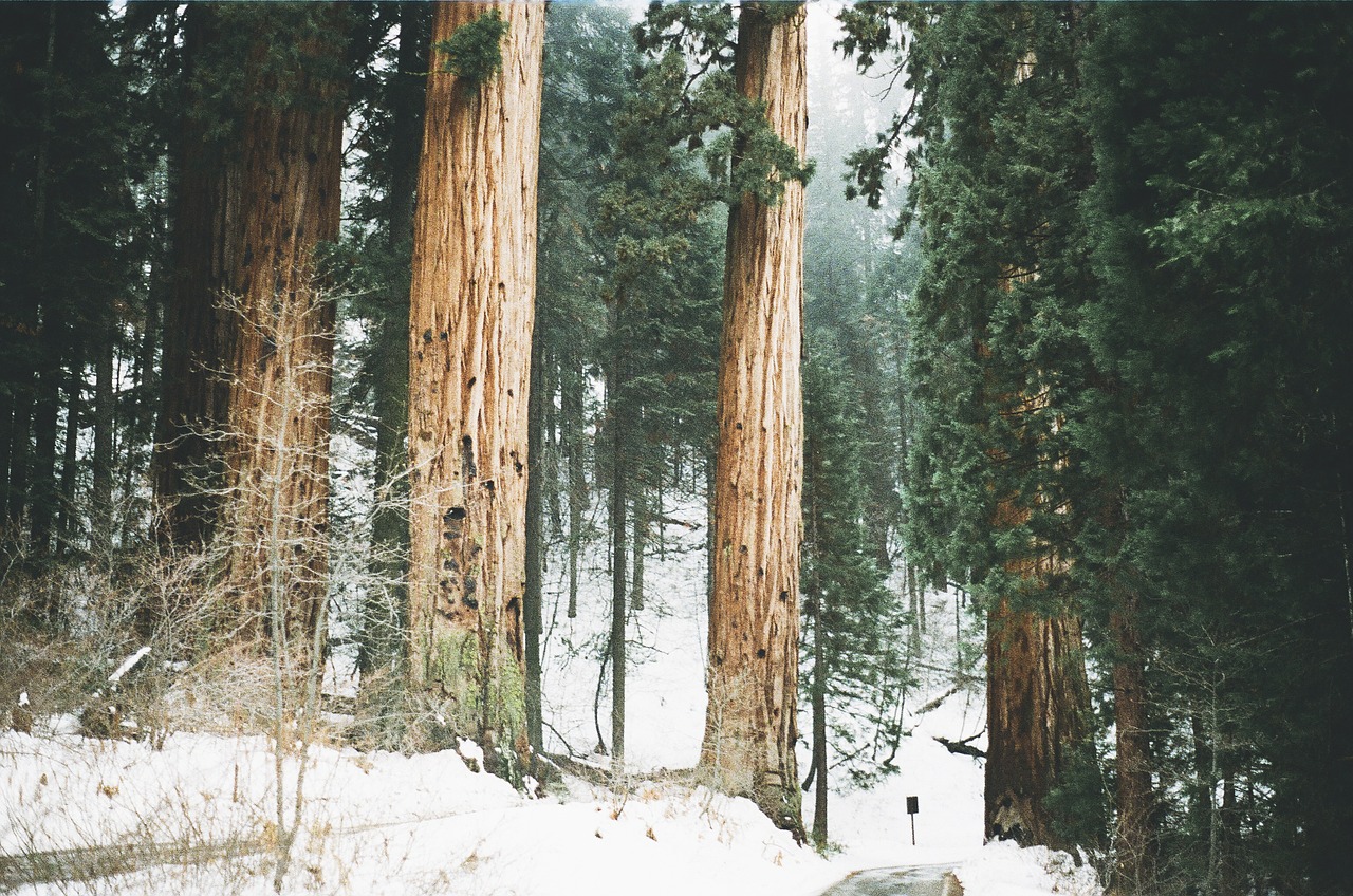 redwoods trees tall free photo