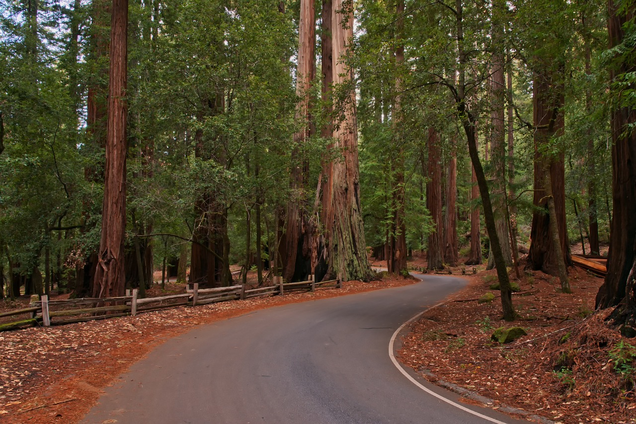 redwoods forest trees free photo