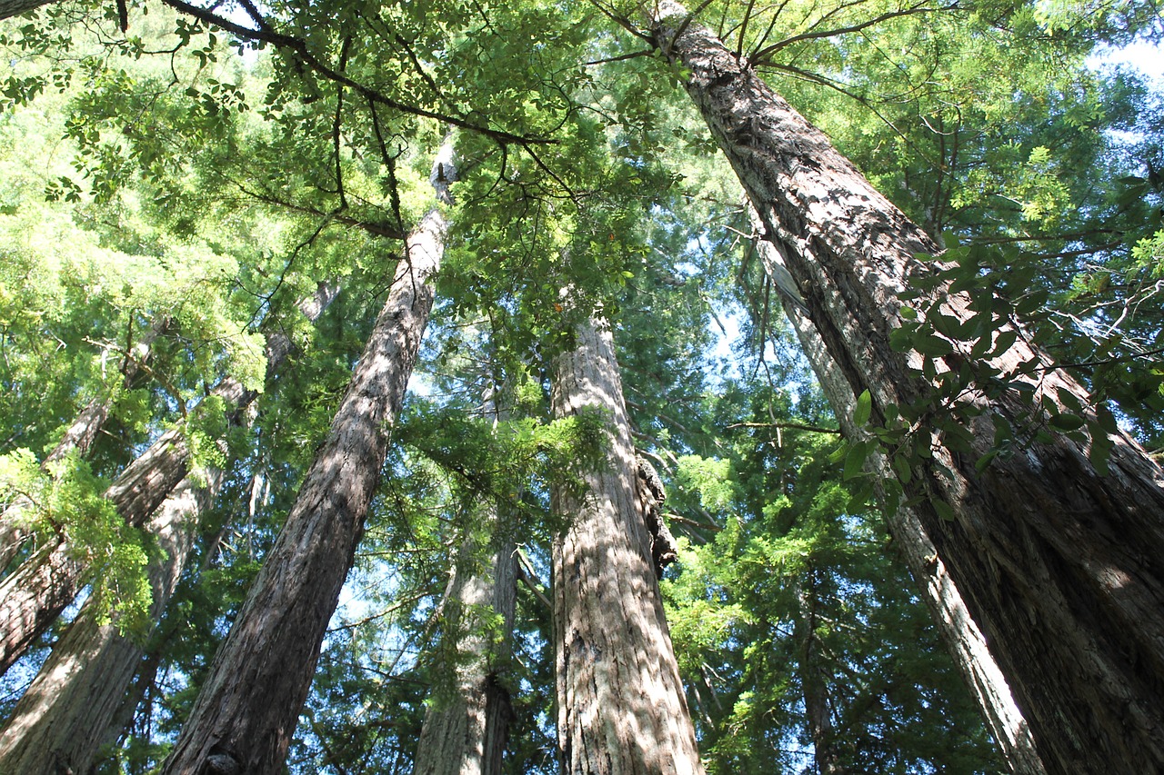 redwoods trees natural free photo