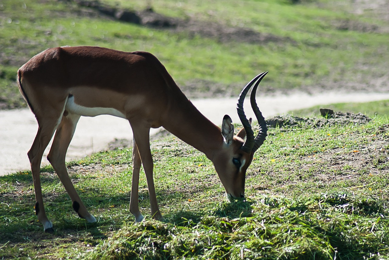 ree antlers the animals free photo