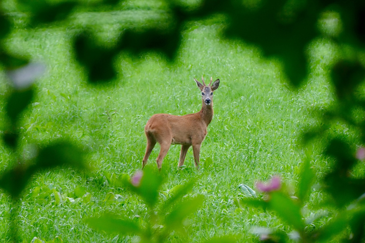 reebok nature deer free photo