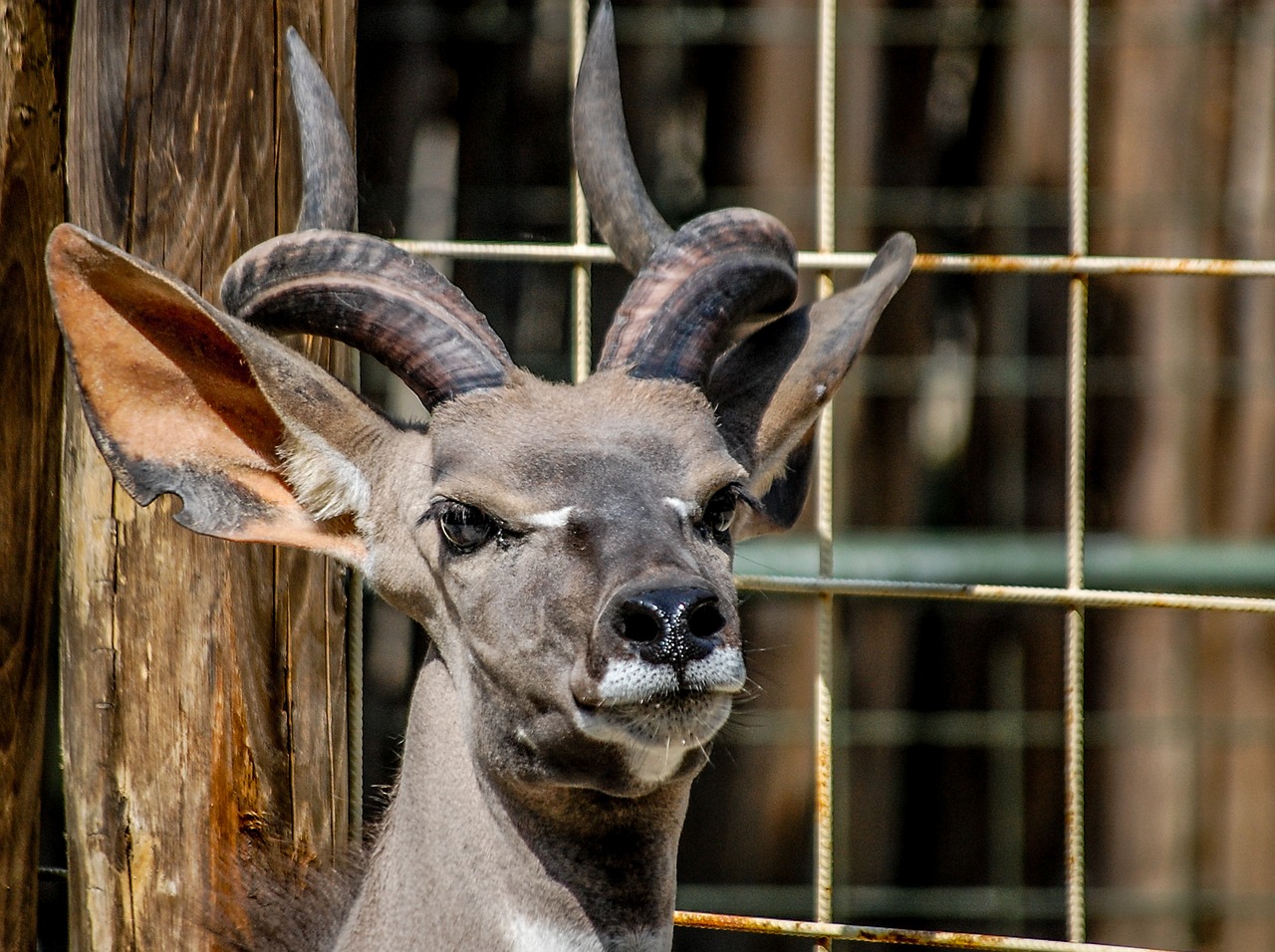 reebok zoo horns free photo