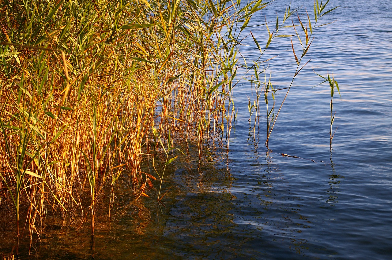 reed bank water free photo