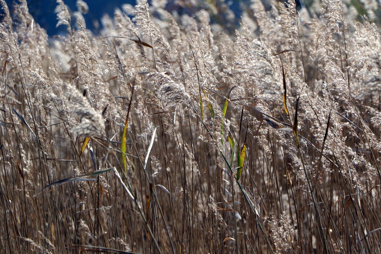 reed nature wind free photo