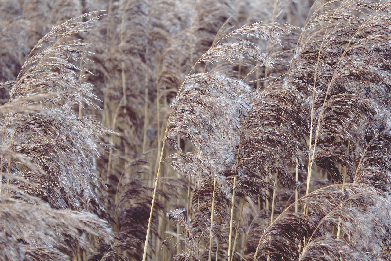 reed nature plant free photo