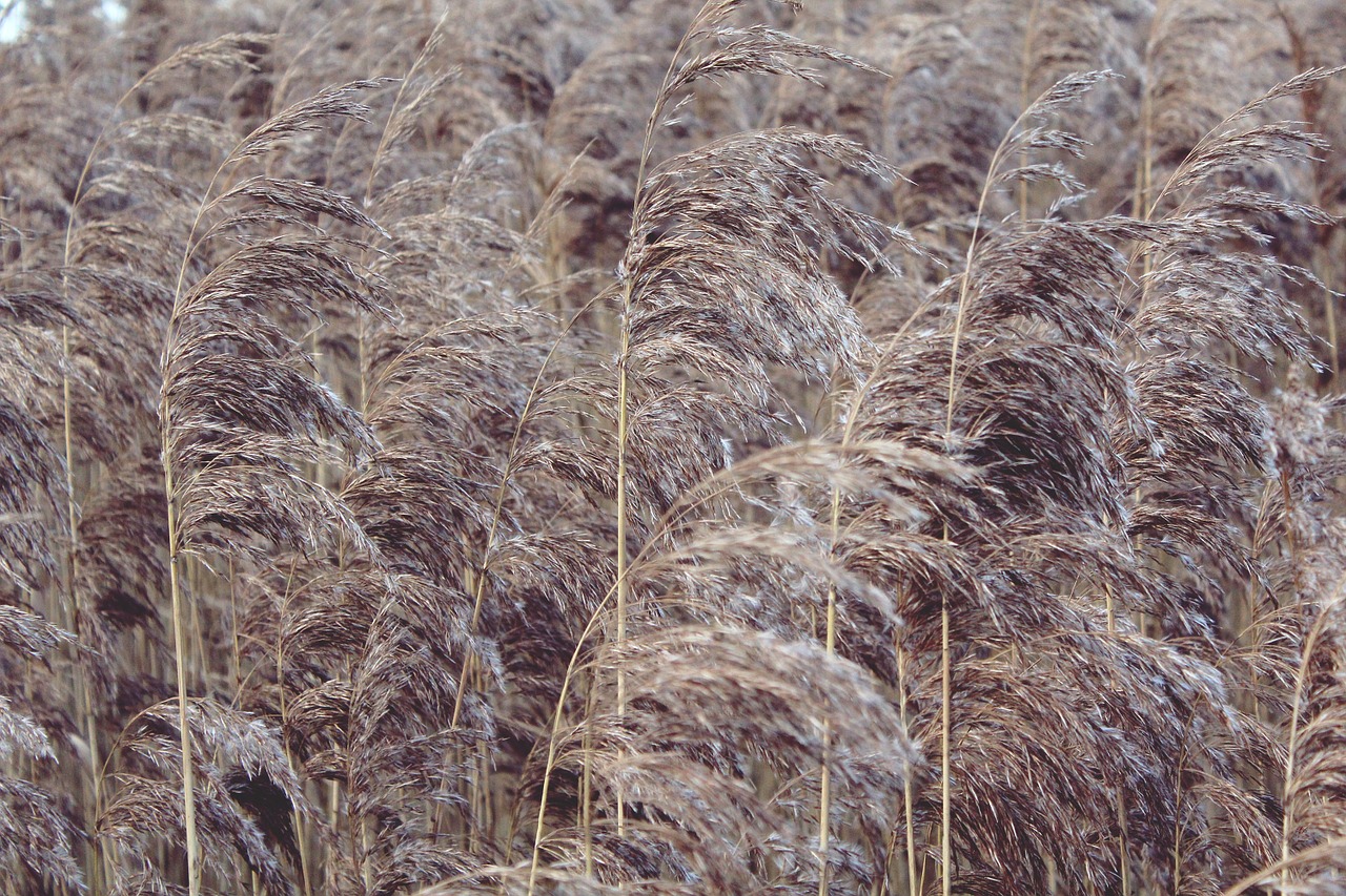 reed nature plant free photo