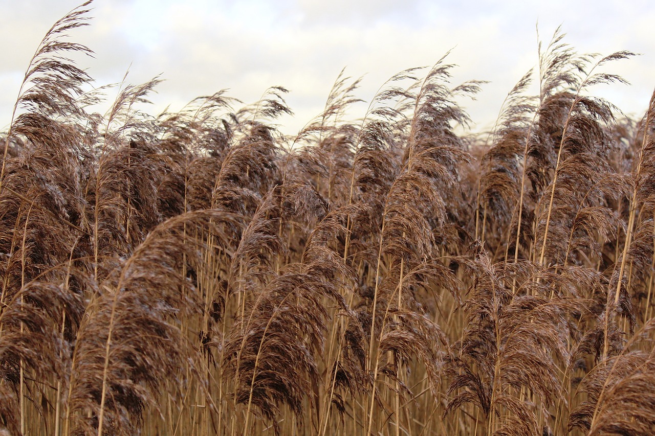 reed nature plant free photo