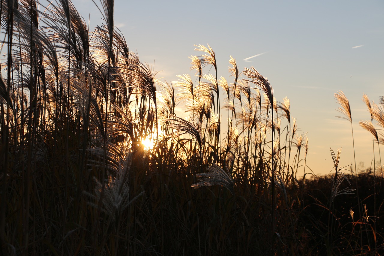 reed mood grasses free photo