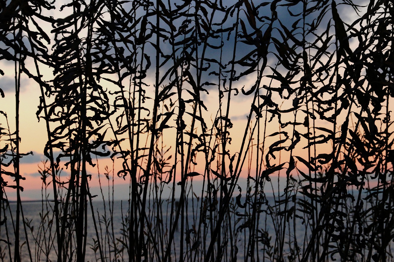 reed lake constance abendstimmung free photo