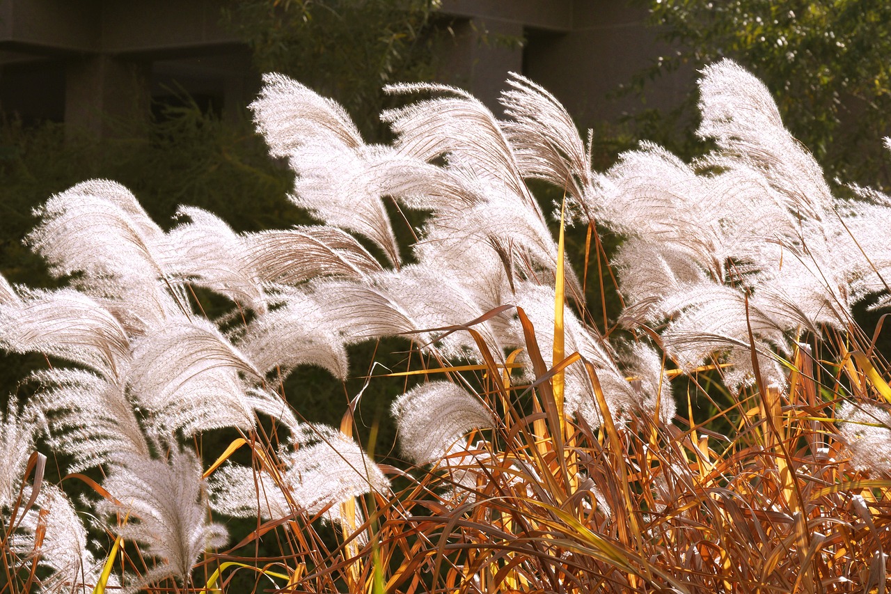 reed plants silver pool free photo