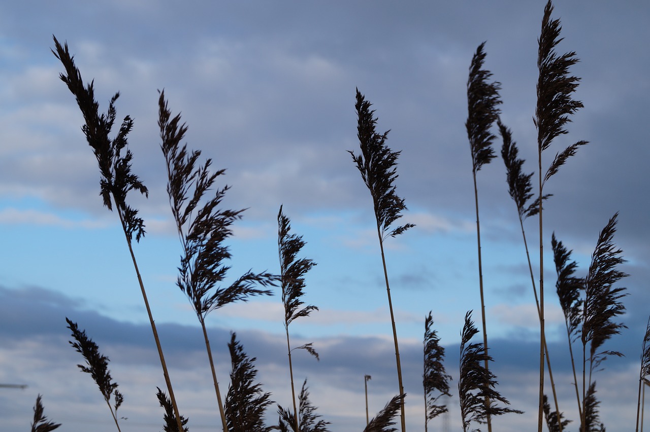 reed winter wind free photo