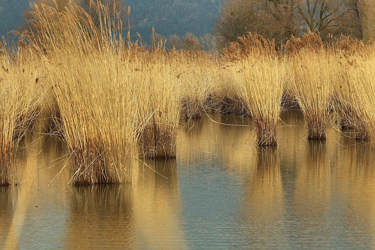 reed lake constance arm of the rhine free photo