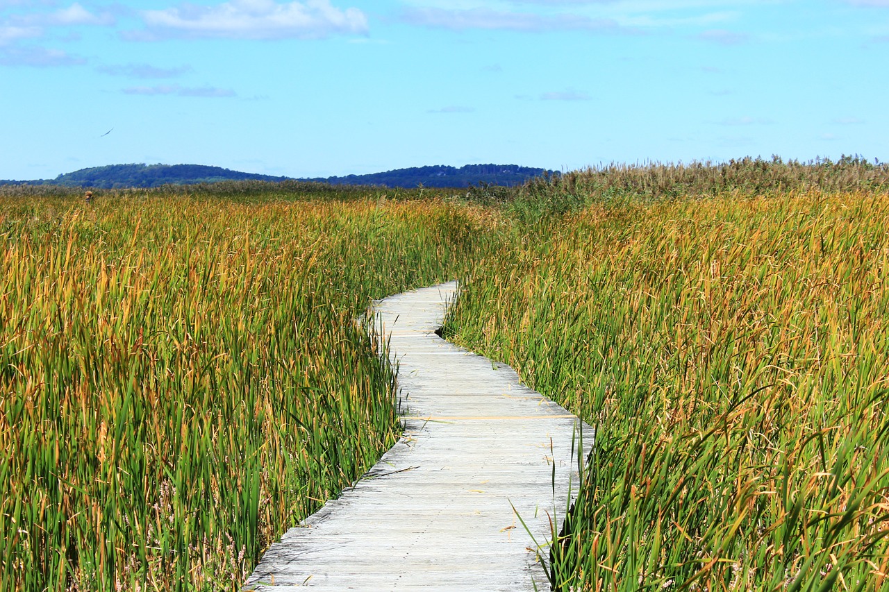 reed path away free photo