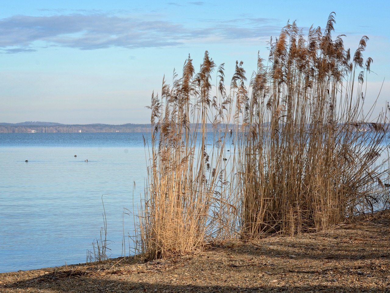 reed bank lake free photo