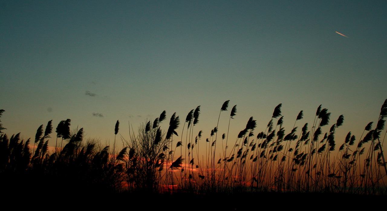 reed sunset wind free photo