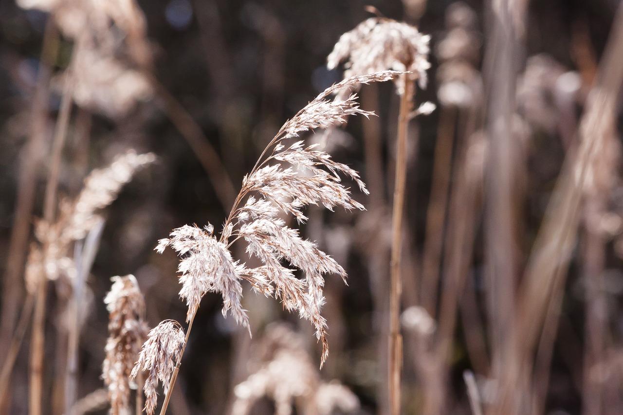 reed phragmites australis grass free photo