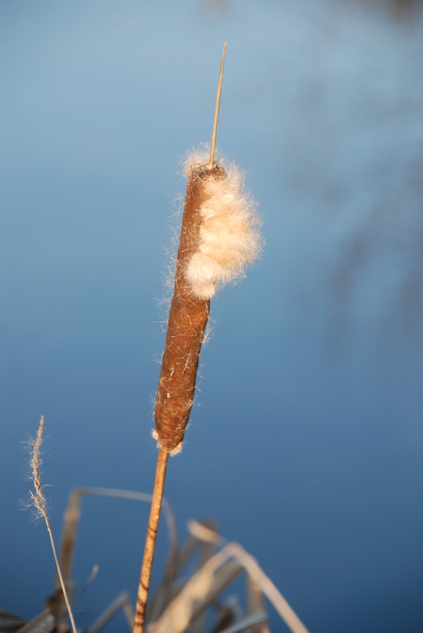 reed dry plant free photo