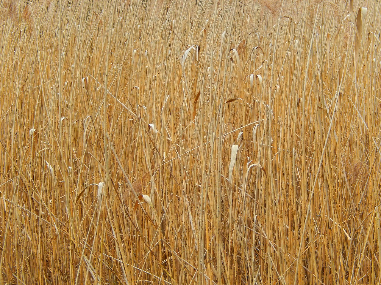 reed yellow nature free photo