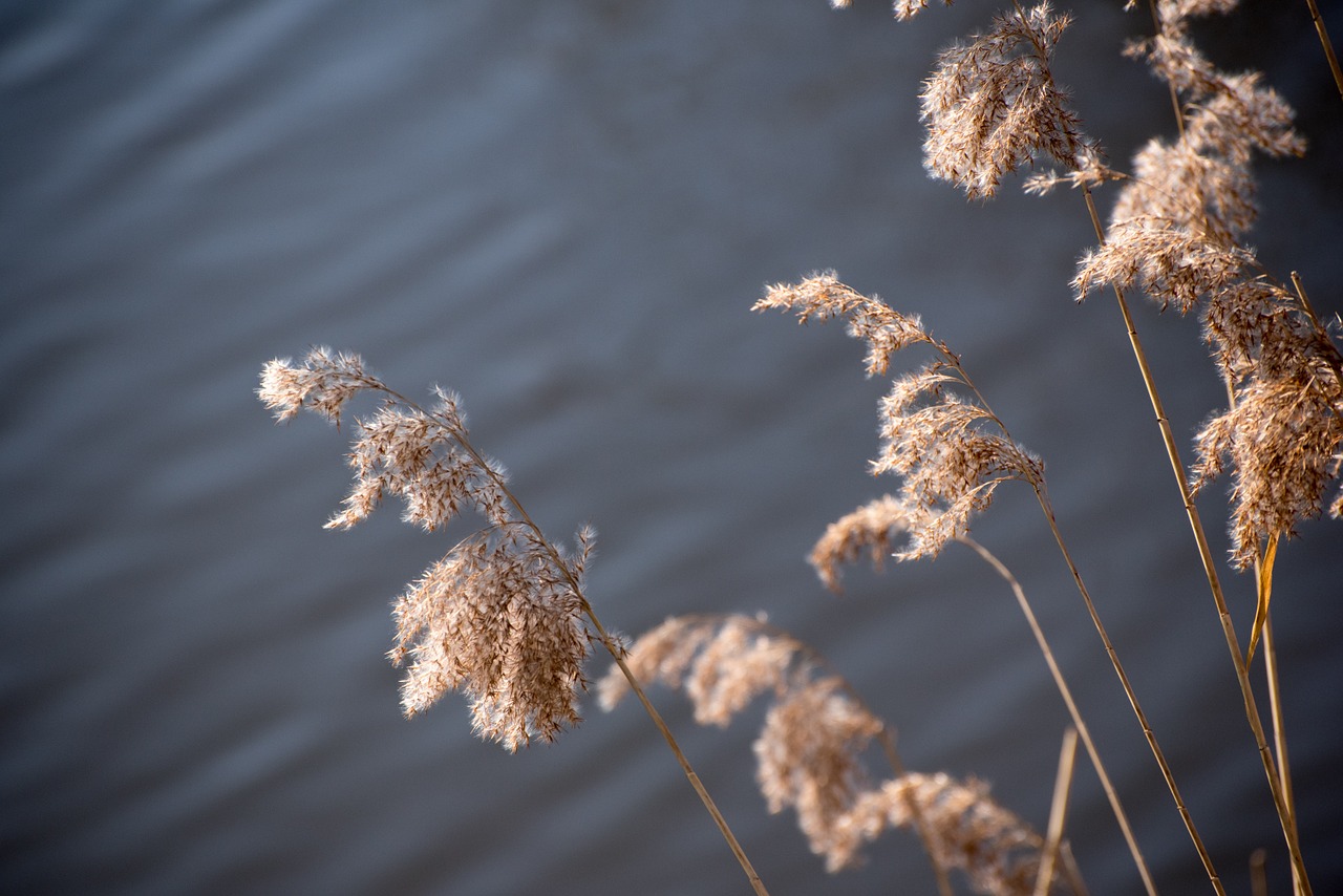 reed water nature free photo