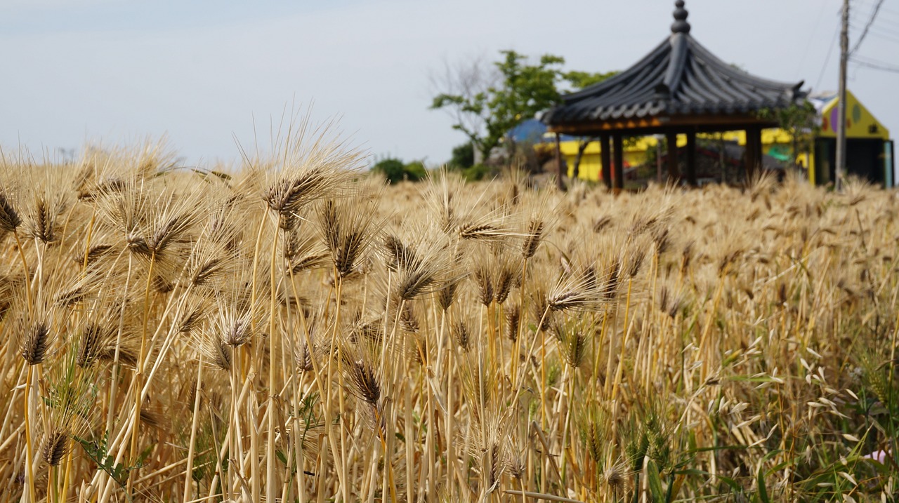 reed jeju island pool free photo