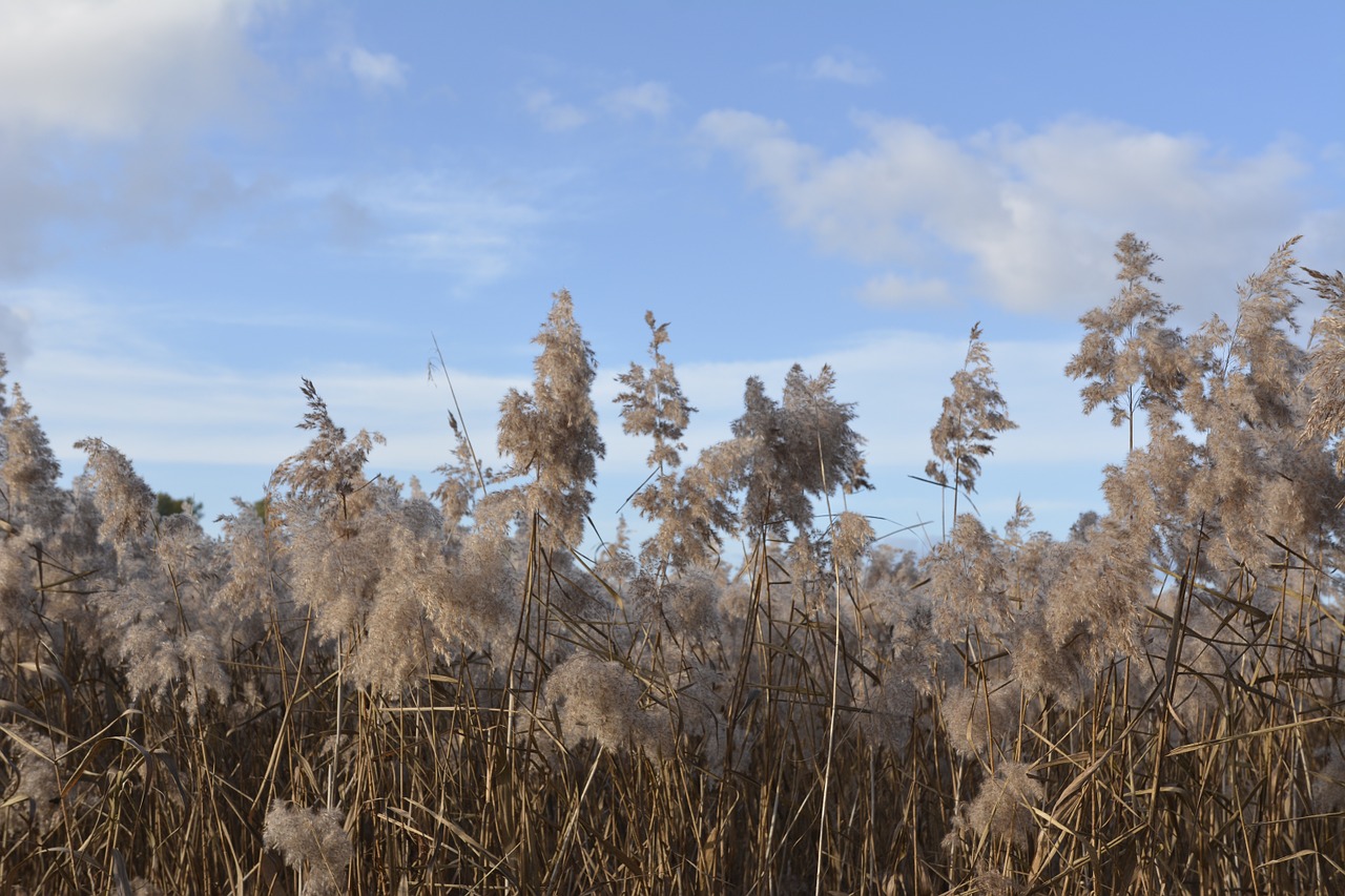 reed landscape nature free photo