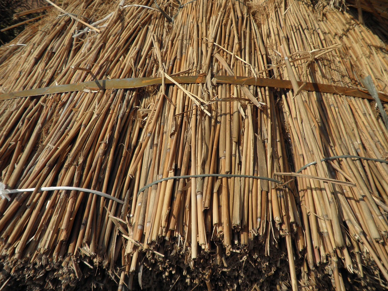 reed grass roofing material free photo