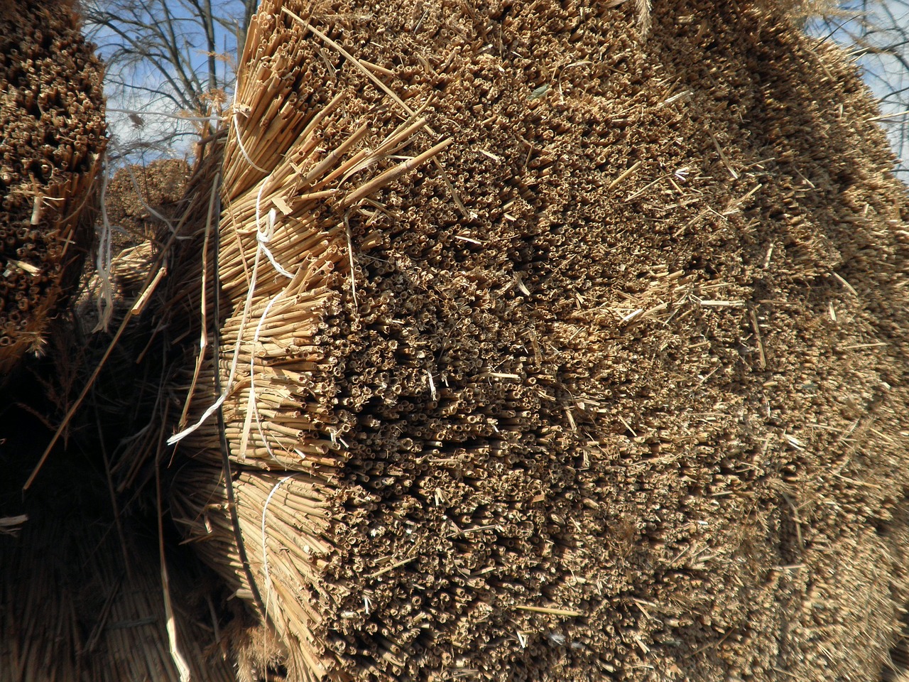 reed grass roofing material free photo