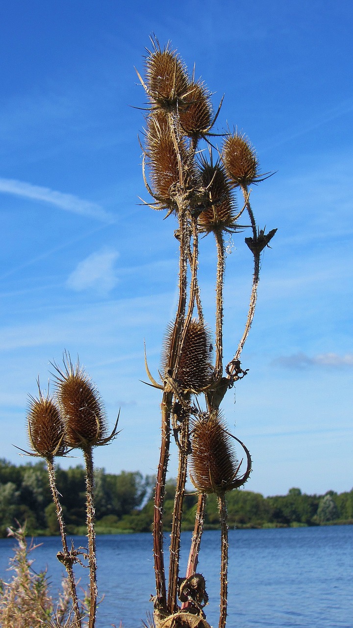 reed blue sky water free photo