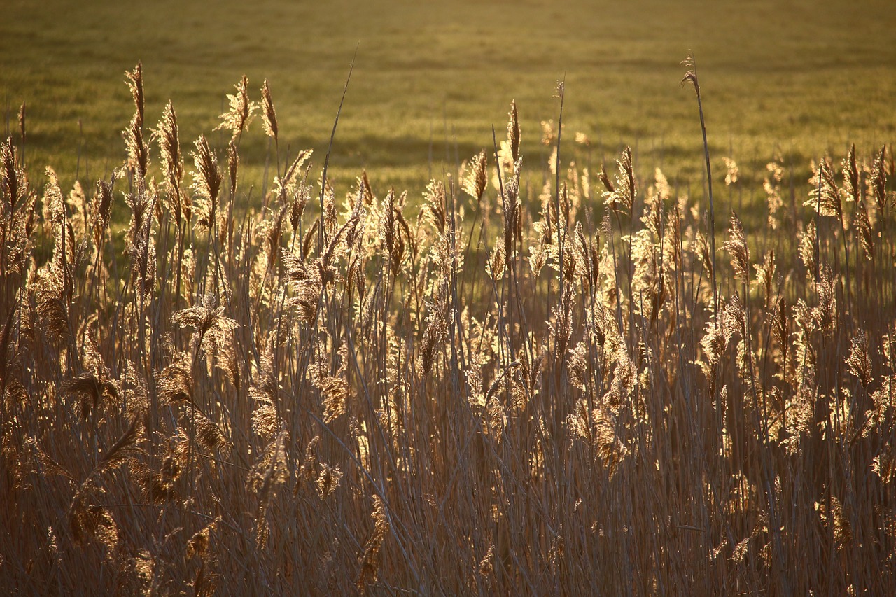 reed sunlight morning light free photo