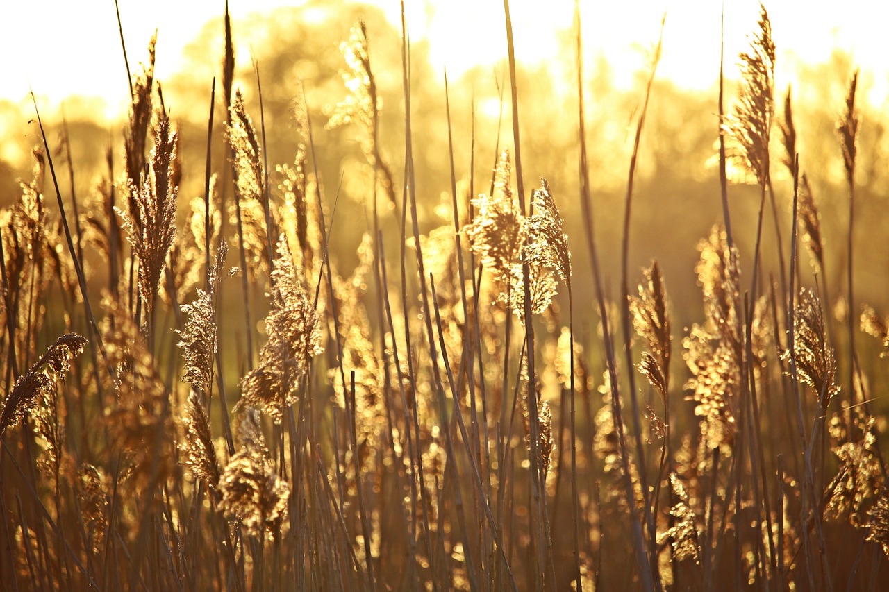 reed sunrise morgenstimmung free photo