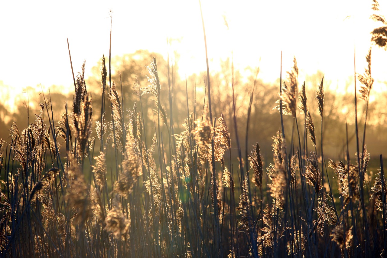 reed sunrise morgenstimmung free photo