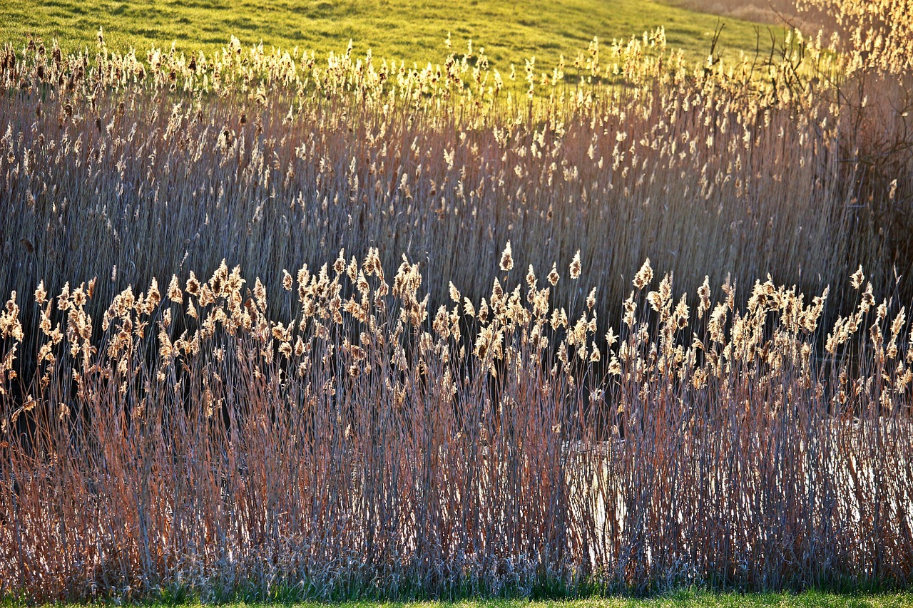 reed bank elbe free photo