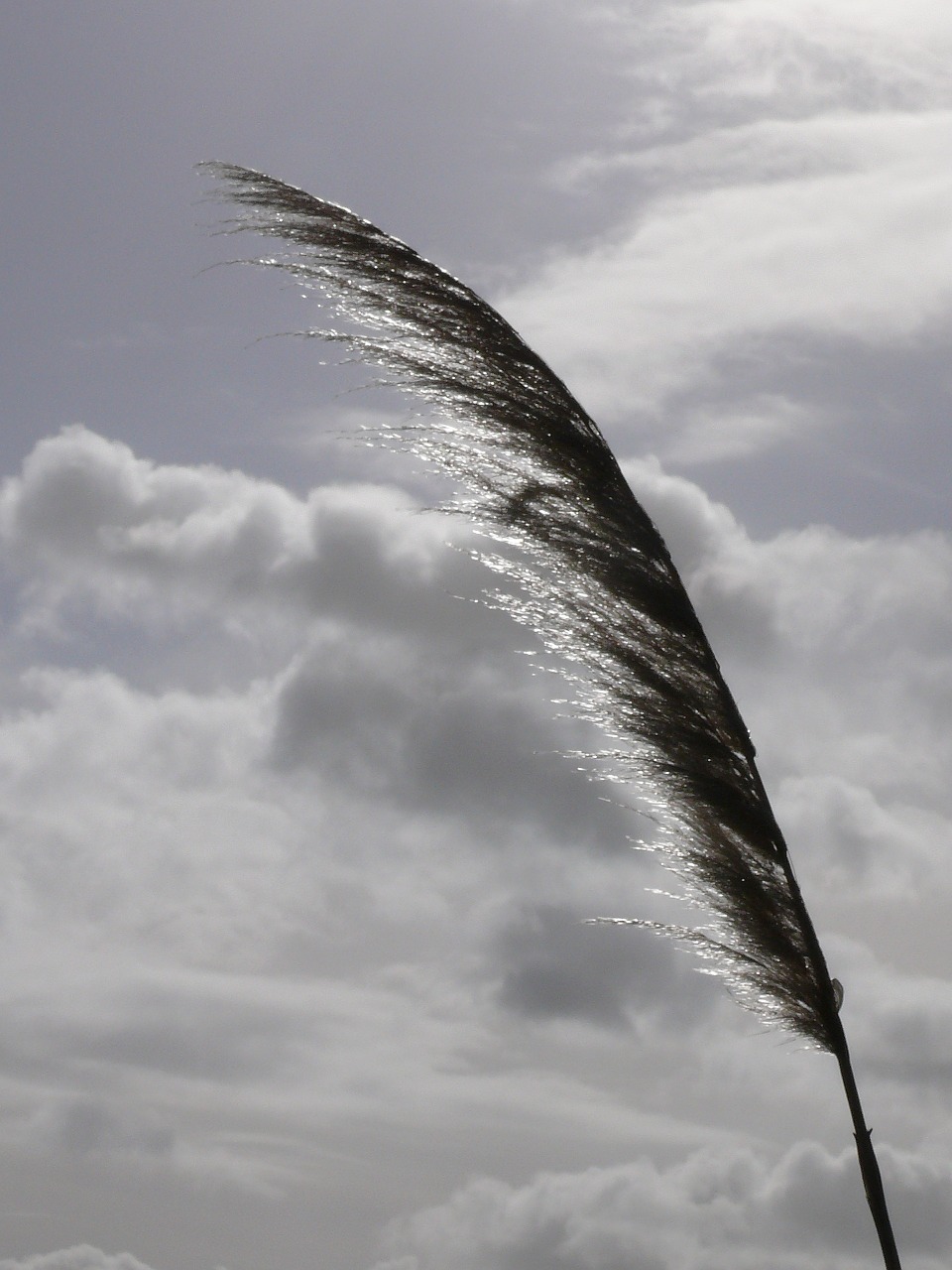 reed marsh wind free photo