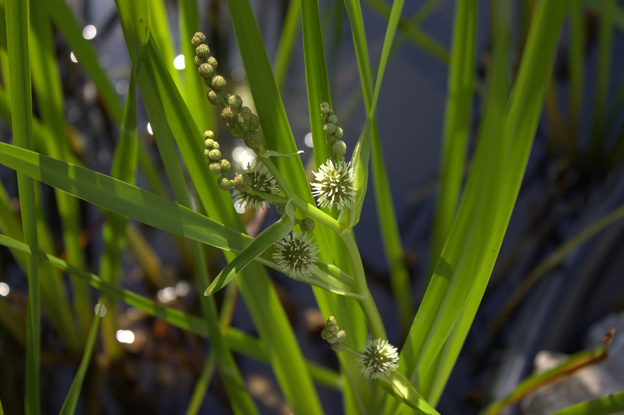 reed grass nature free photo