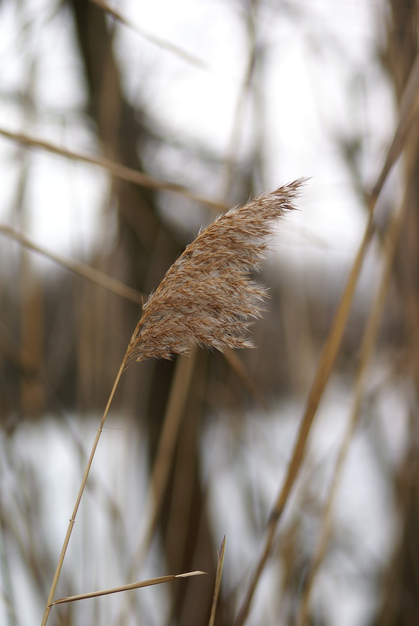 reed lake nature free photo