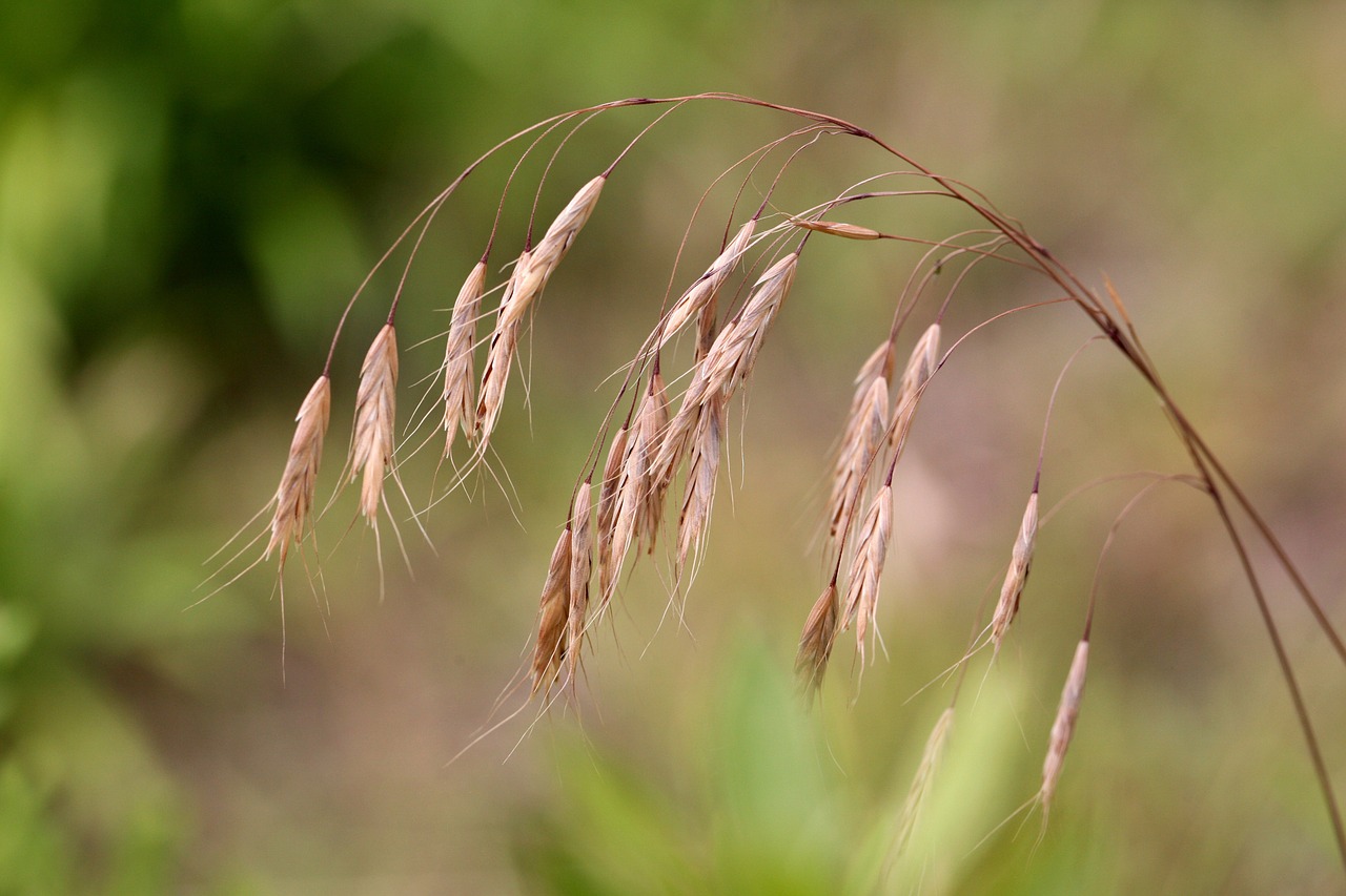 reed plants brown free photo