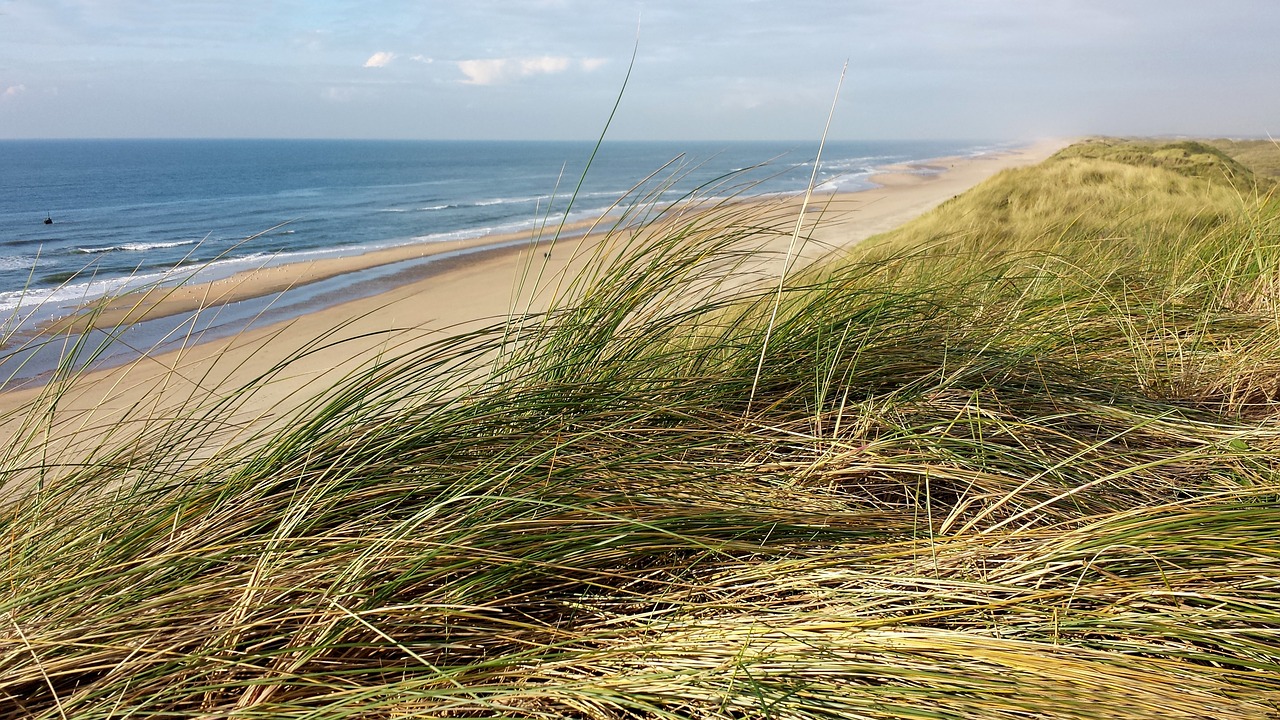 reed sea dunes free photo