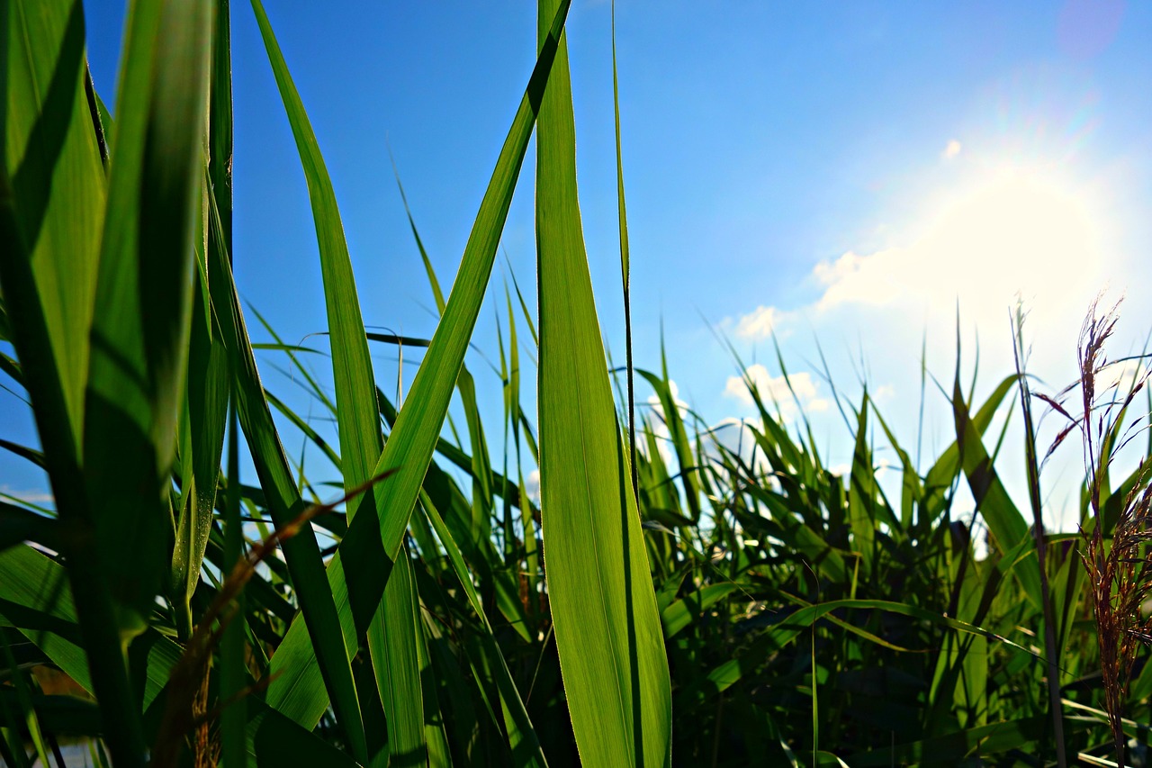 reed rush water free photo