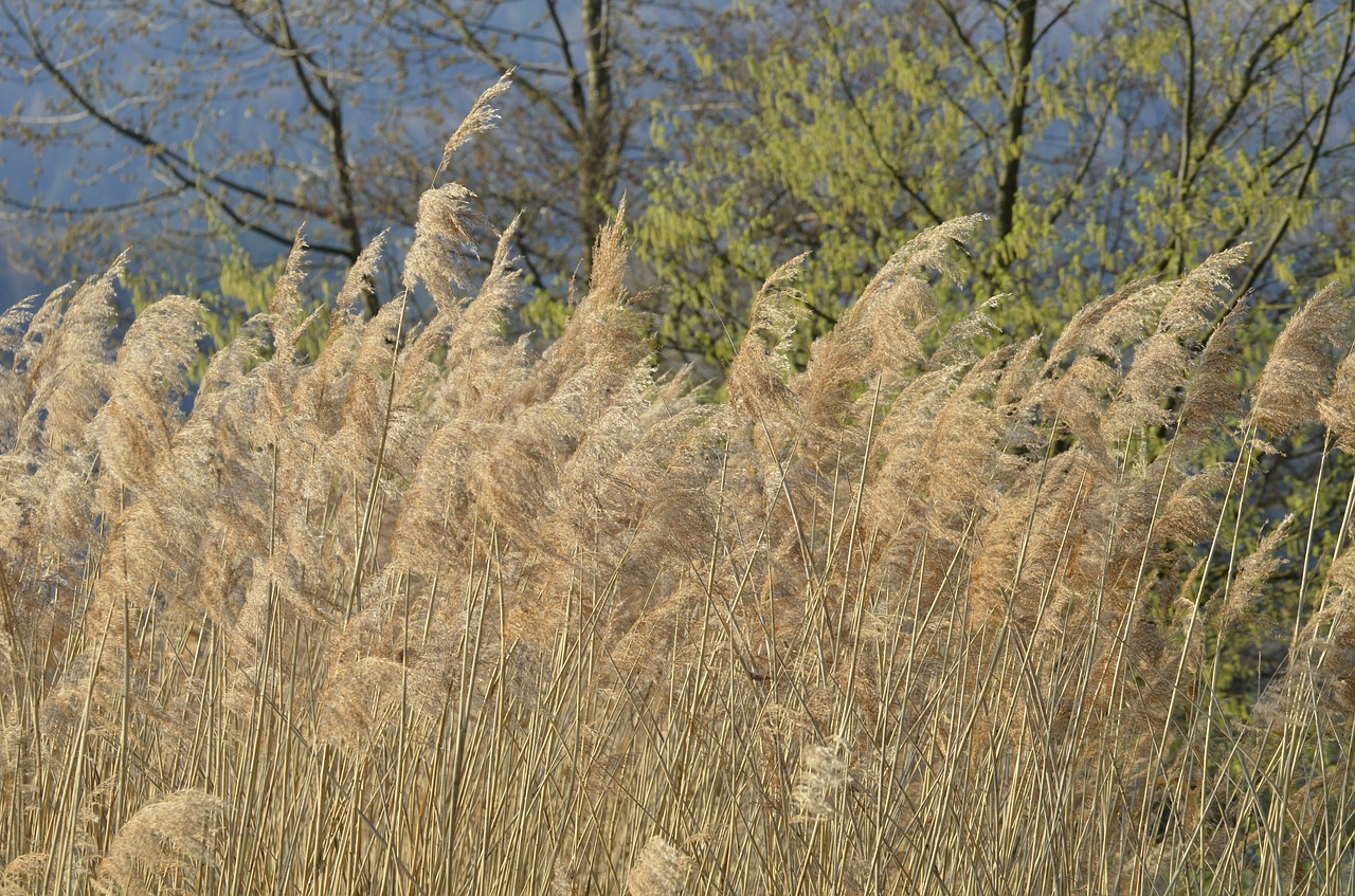 reed nature back light free photo