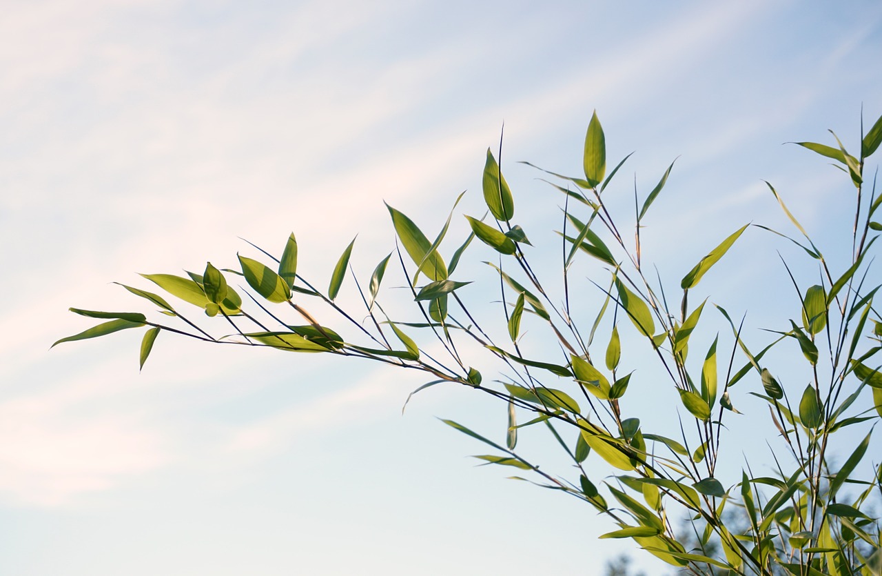 reed plant grass free photo