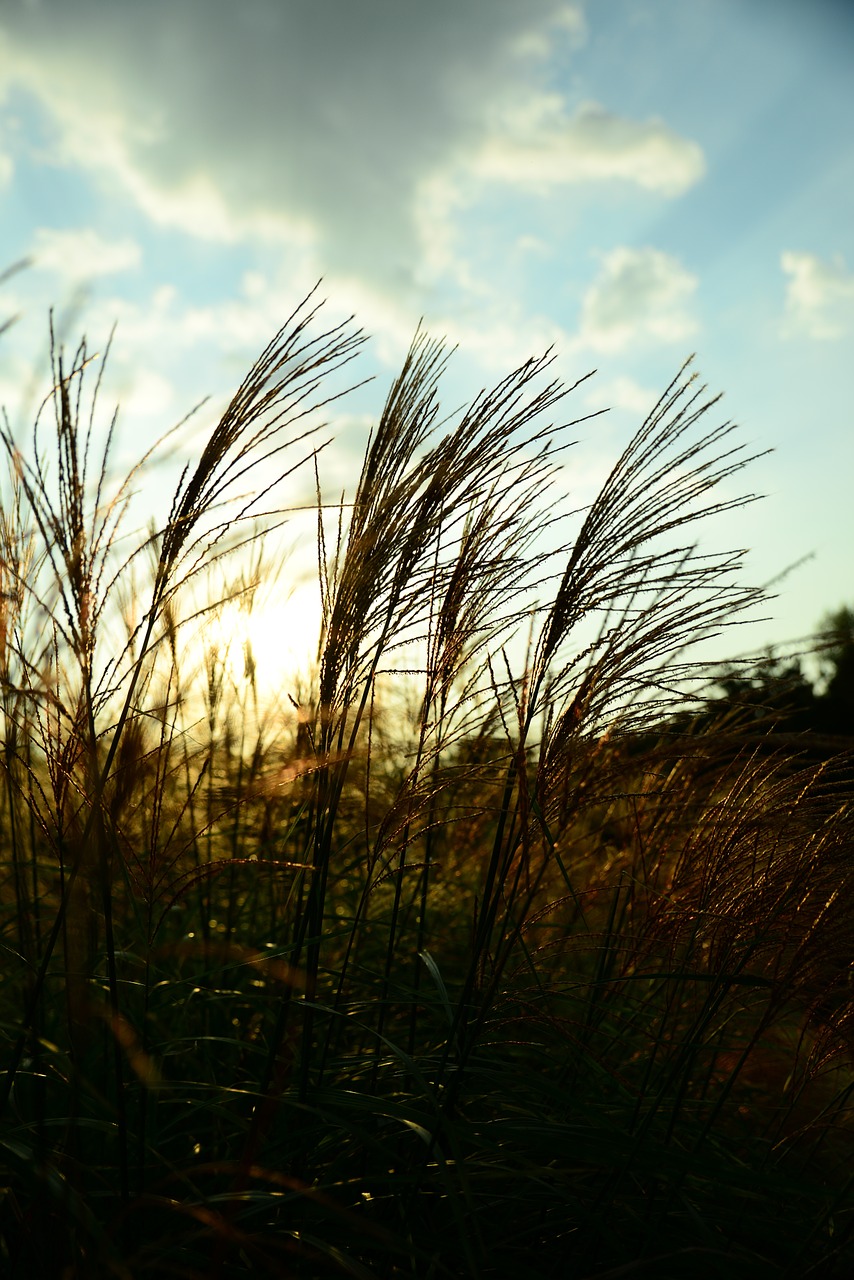 reed glow sky free photo