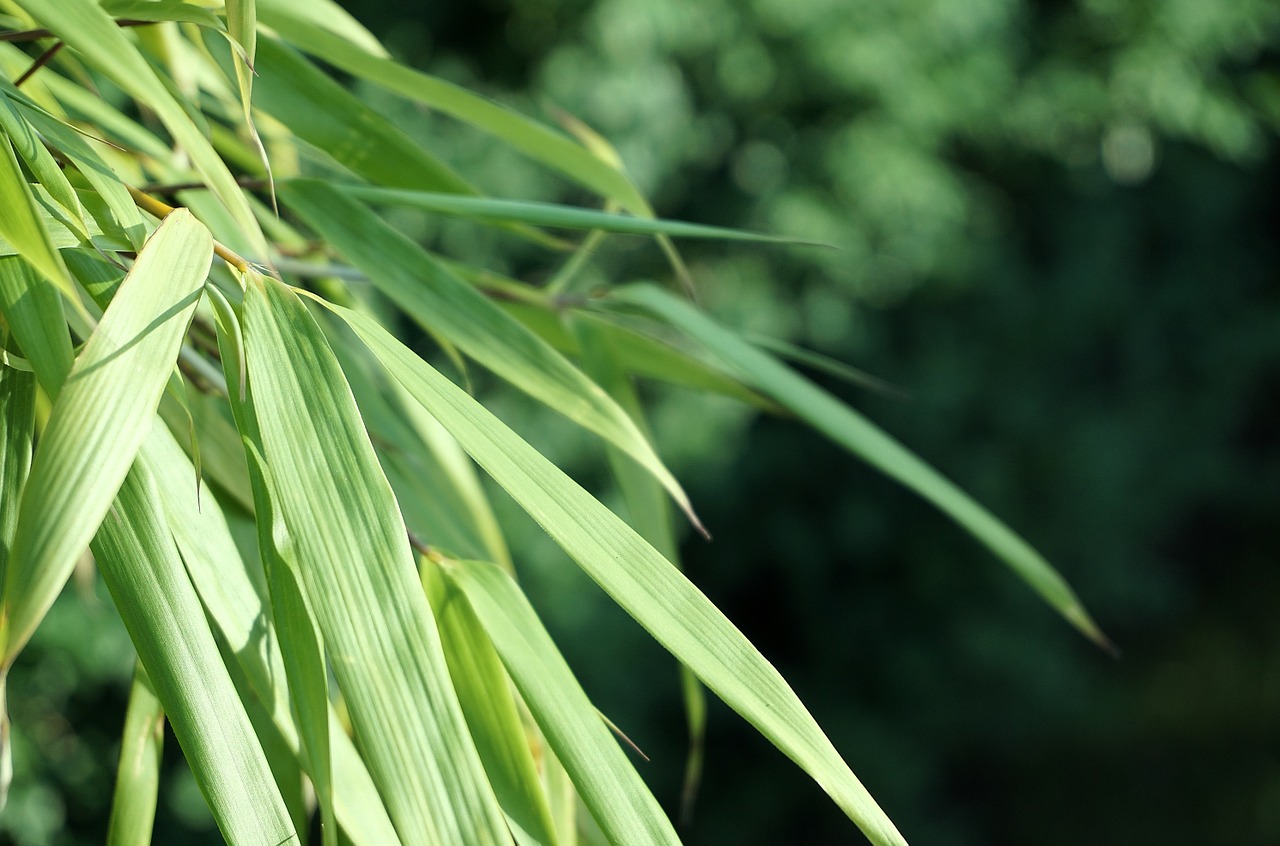 reed leaves green free photo