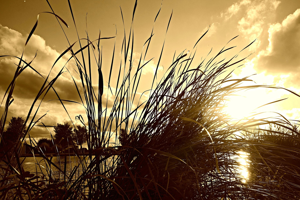 reed rush water plant free photo