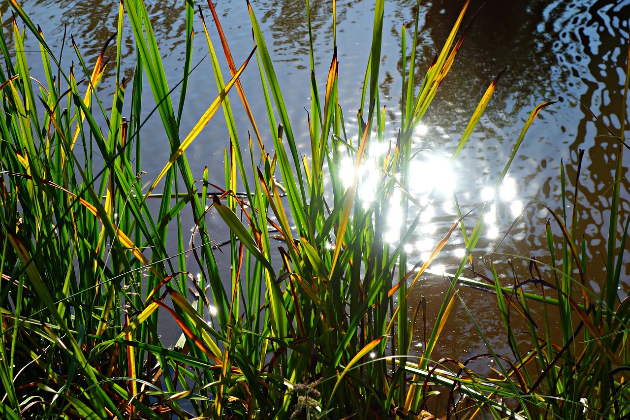 reed rush plant free photo