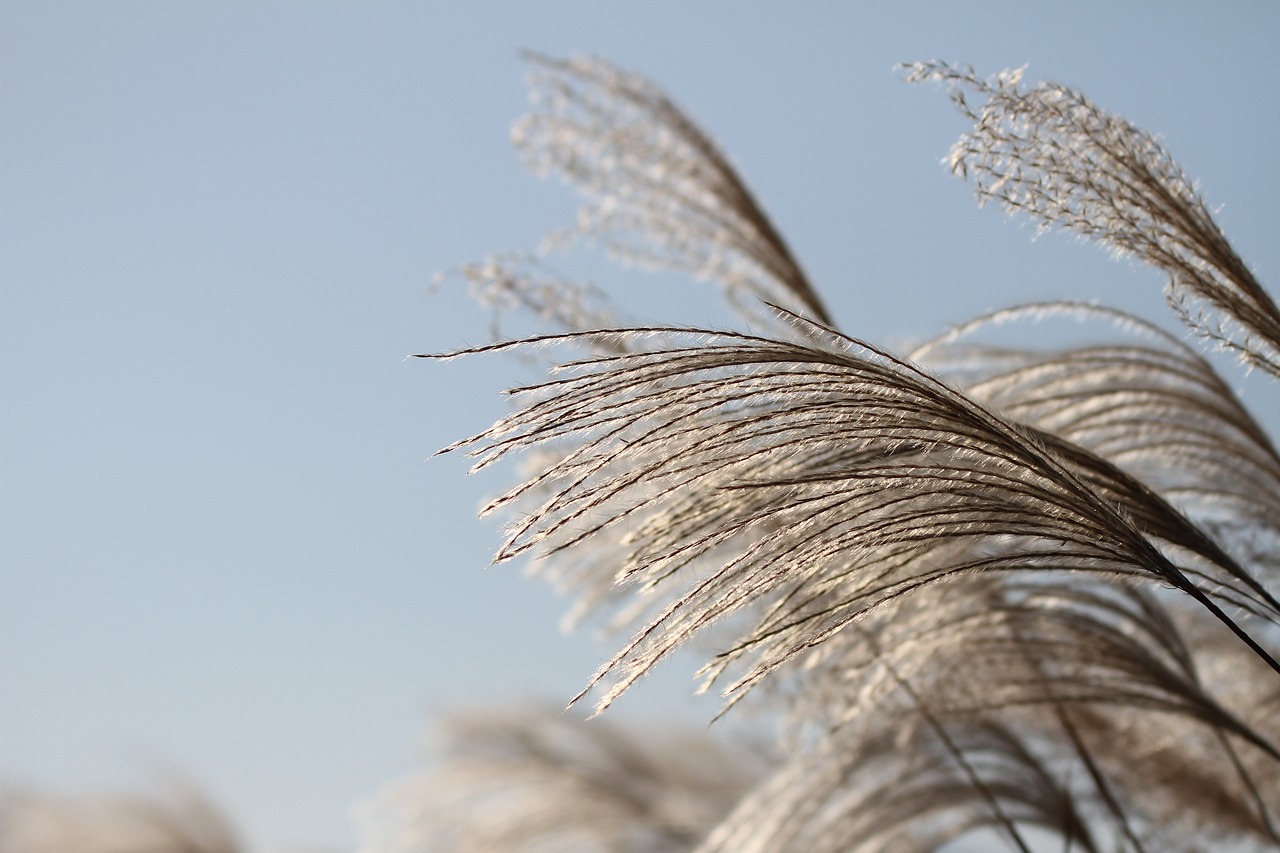 reed autumn silver grass free photo