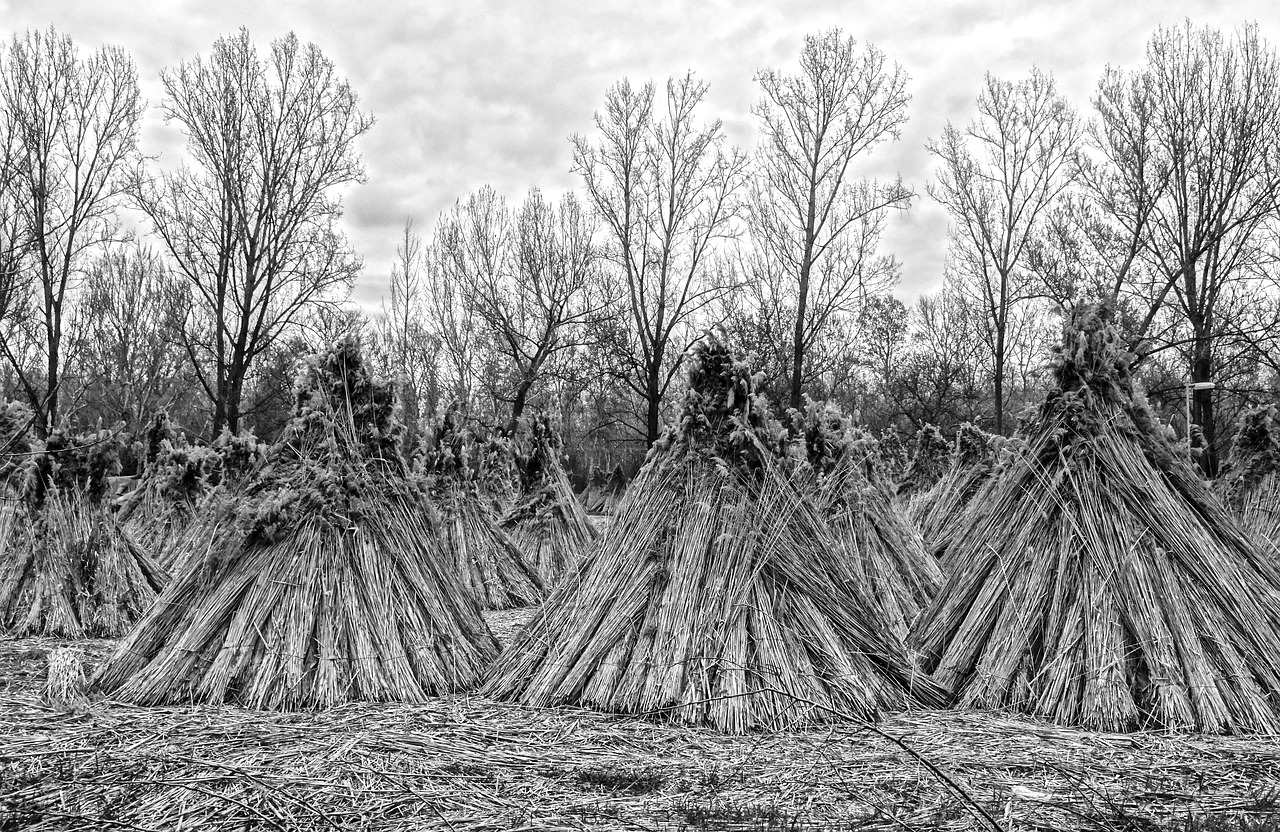 reed reed stack nature free photo